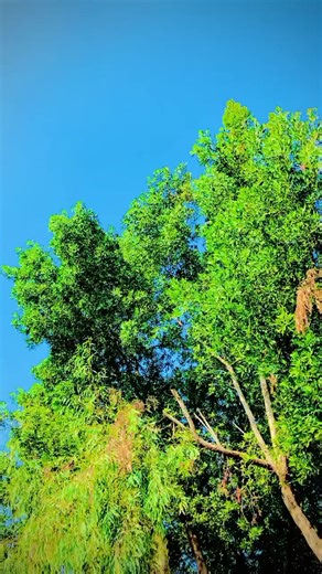 New Video Training Techniques for Beginners