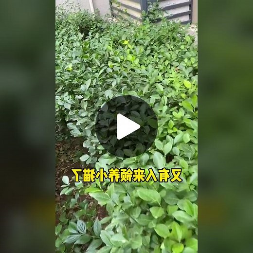 又有人来领养小猫了，这次都不能叫绑架了，这得叫抄家了，3分钟抓到了4只 #pet #pets #fyp #foryou