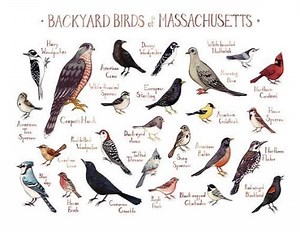 Birds Of Massachusetts: 30 Wonderful Species To Spot