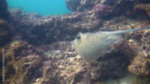 Blue Spotted Ray, Bluespotted Stingray Or Blue Dot Stingray. Bluespotted Stingray Bottom Dwelling Ray Swimming Fast Over Colourful Coral Reef In Blue Sea Water Stradbroke Island Australia. Underwater