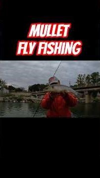 Lisa a Mosca 🔥 Mullet Fly Fishing #flyfishing #pesca