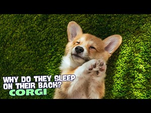 Why Do Corgis Sleep on Their Back?