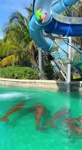 giant monster in the swimming pool #funny #giantfish #relax