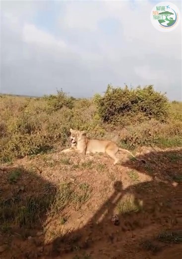 1.2K views · 15 reactions | Majestic Calm in the Heart of the...