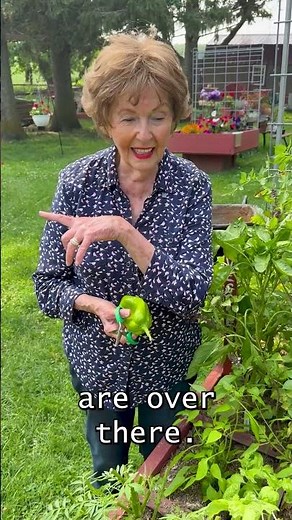 My Tri-Color Pepper Plant is Insane #gardening #homegardens #peppers