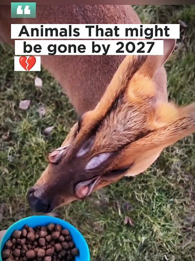 Animals at Risk of Extinction by 2027