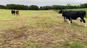 1.1K views · 53 reactions | Smashing group of 10 Autumn calving heifers. Heifers are calving from early August to early September. They are AI bred and scanned in calf to a high EBI Xbred bull. They are coming from a grass-based system with moderate meal feeding. High solids and fertility with this batch of heifers. Good health status herd, TB free 10 years plus. https://www.grasstecgroup.com/livestock-available/10-jex-in-calf-heifers/ | Grasstec | Facebook