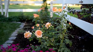 74K views · 3.1K reactions | Planting 'At Last' Rose 李 | Garden Answer | Facebook