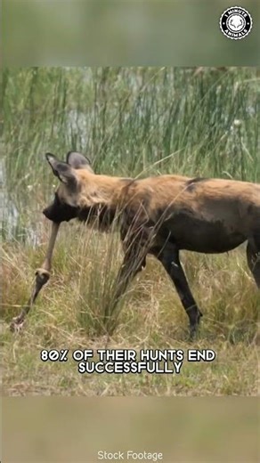 African Wild Dog 🐶 The Most Successful Hunter!