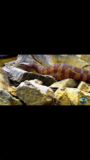 23 reactions · 21 comments | Snake predation  It’s heartbreaking, but it’s all part of nature’s endless cycle.  #SnakePredation #WildlifeReality #NatureCycle #PredatorAndPrey #WildlifePhotography #NatureWithTabdi #AnimalBehavior #NatureLovers #ViralNatureReels #AestheticNature #WildlifeReels #HeartOfNature | Nature With Tabdi | Facebook