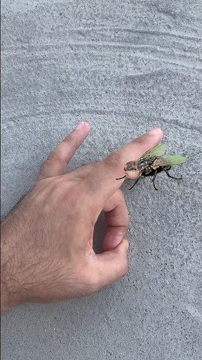 The Fly’s Secret 🪰😂