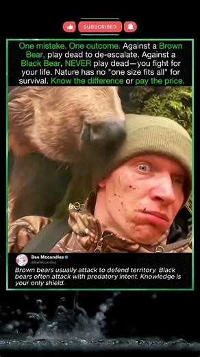 Brown Bear vs Black Bear: Life‑Saving Survival Difference You Must Knowforyou #fyp #animals #funny