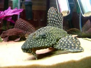 Oscar Vs Angry Pleco fish tank