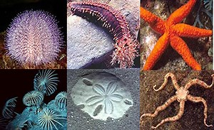 Equinodermos. Características dos equinodermos - Escola Kids