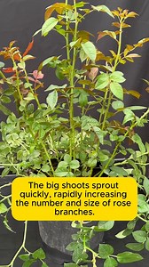 1.5K views | Rose Care Tips #gardening #garden #gardeningtips #gardenlife #gardeninspiration #gardenideas | Green Garden | Facebook