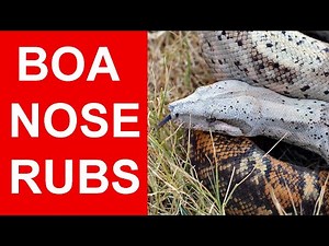 How to Treat Boa Constrictor Nose Rubs