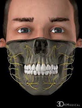 Morphology: FDI Notation (International)