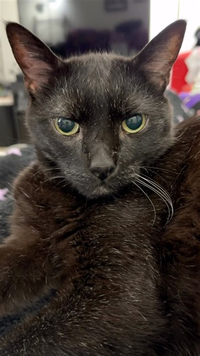 Happy first day of fall! 😻🍁🍂 I'm celebrating by curling up on Meowmy's lap and making big, rumbly purrs. I think there's no better way to start off the season than with snuggling up to Meowmy while she works on my fall and Halloween content and merch. (She's off from werk today and tomorrow to do Manny work, which also includes cuddling me!) Wishing you a warm, cozy, and purry first day of autumn! #ilovefallmostofall #ilovefall #autumnequinox #fallequinox #happyfall #happyautumn #catpurr #pur