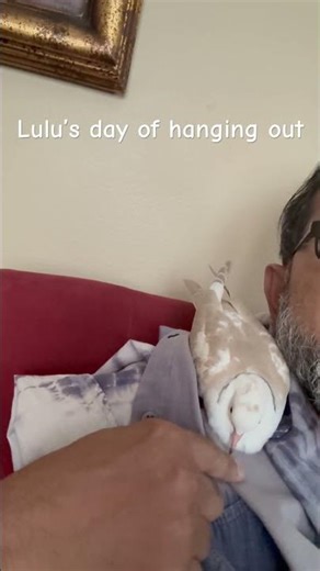 Lulu’s day of hanging out #birds #petlover #pets #dove #fyp