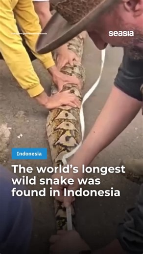 Seasia Stats on Instagram: "Indonesia is officially home to the world’s longest wild snake. Guinness World Records confirmed a massive female reticulated python from Maros, Sulawesi, measuring an astonishing 7.22 meters from head to tail — longer than most living rooms. Nicknamed Ibu Baron (“The Baroness”), the giant python was documented in late 2025 after locals reported sightings of an unusually large snake. Thanks to conservation efforts, she was safely measured, weighed at 96.5 kilograms, a