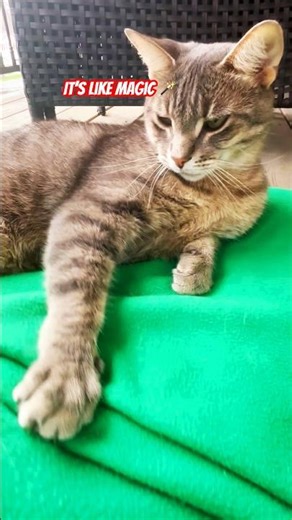 Zuma the Disco Cat 🕺✨ #cat #zuma #cute #catmusic #catvideos