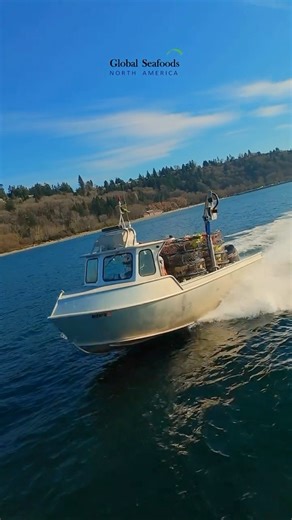 Dungeness crab season rush in Puget Sound — boats moving fast, pots going overboard, and crews working with precision as the most anticipated shellfish season of the year gets underway. Captured on DJI Avata, flying low over the water and following the action from above. You can see the full speed of commercial crabbing — setting gear, navigating tight lines, and racing the tide. This is real Pacific Northwest seafood harvesting, where timing, skill, and experience matter. Dungeness crab from Pu