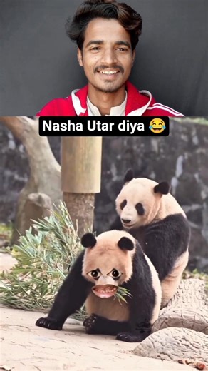 Bear Slaps Hard 😂 Funny Animal Moment #shorts