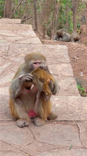 A Last Hug, a Last Goodbye: The Mother Monkey Who Never Gave Up on Her Baby | Monkey history 2024