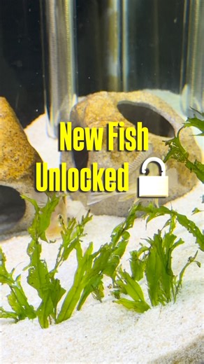 Community Tank Update: Geophagus Tapajos | DM Flowerhorn