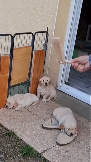 Désensibilisation sons: la crécerelle