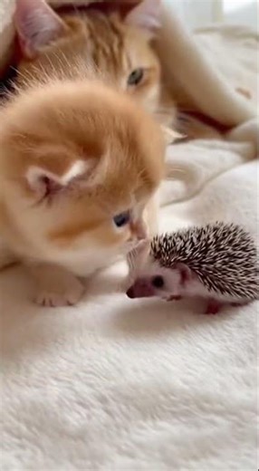 Kitten Meets a Hedgehog for the First Time… Instant Curiosity Sparks