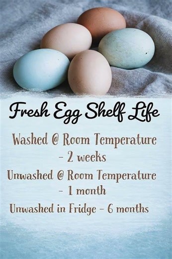How Long Do Eggs Really Last? 🥚 Shocking Shelf Life Truth! 😱 // Washed vs Unwashed Eggs 🥚🔥