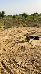 134K views · 822 reactions | King cobra  monitor Lizard 年 fight video #monitor #Lizard #snack #nevlafightkingcobra #kingcobra #snacktime #animallover #shortsvideos #fbviralreels #fbreels23 #snackvideo #snacks #cat #catlover | snakes with nevla | Facebook