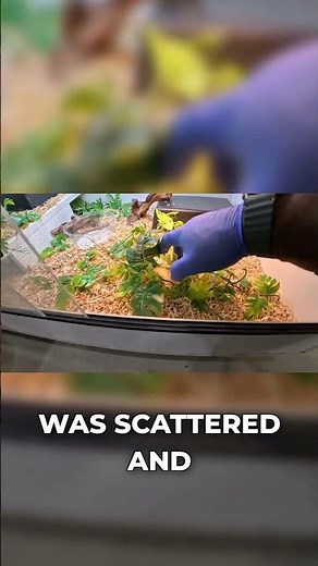 Decorating The Hognose's Enclosure! #hognose #snake #reptiles