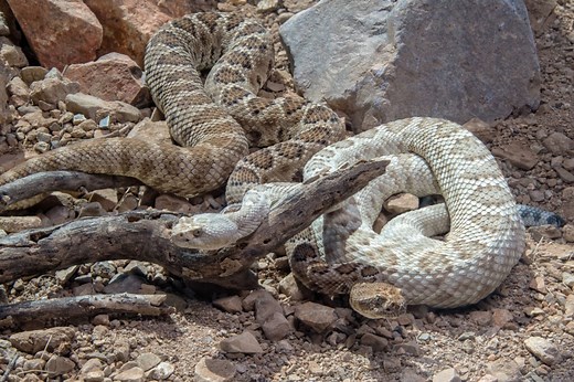 How Do Rattlesnakes Mate? (Time of year, number of babies)
