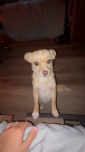 Costia #dog #doggo