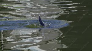 Video series of a Double-crested Cormorant on a lush Canadian lake in summer. Captures the bird's behaviors, including swimming and fishing, in a serene and natural setting.