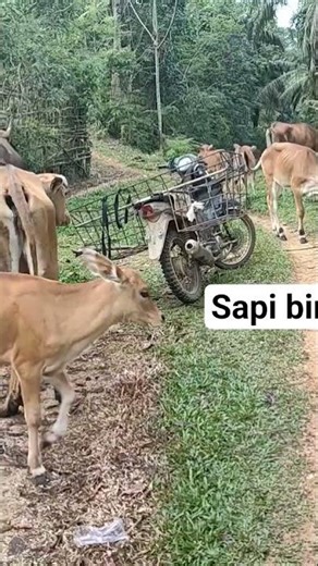 sapi betina birahi