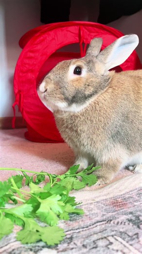 My girl Harp #vibes #rabbit #2026 #fypage #animalsoftiktok