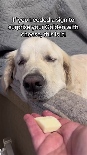 Surprise Your Golden Retriever with Cheese Today!