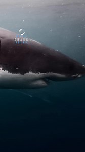 Two Great White Sharks Cruising Through Blue New Zealand Waters https://whitesharkocean.com/collections/downloadable-shark-magazine-collection/products/white-shark-ocean-downloadable-magazine-volume-3 | White Shark Ocean