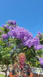 433 reactions · 34 shares | 華The Jacaranda tree puts on a...