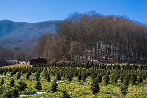 4 Best Christmas Tree Farms near Asheville NC