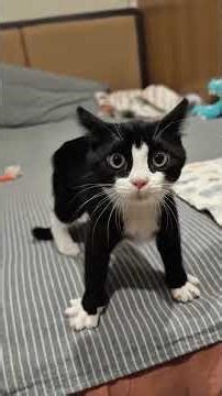 Funny Animals & Cute Pets Compilation 😂🐶🐱 Try not to laugh! #funnyanimals #pets #cat #dog #short