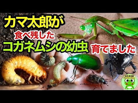 カマ太郎が最後、食べられなかったコガネムシの幼虫を育ててみたら・・・（セマダラコガネ、アオドウガネ、シロテンハナムグリの観察記録）【おたま日記】