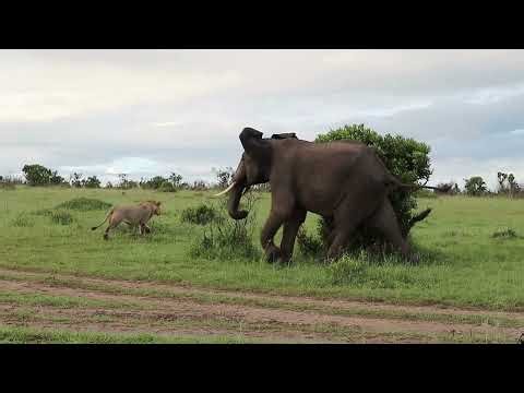 Elephant Chases Lion in Rare & Incredible Wildlife Encounter | Sighting on African Safari