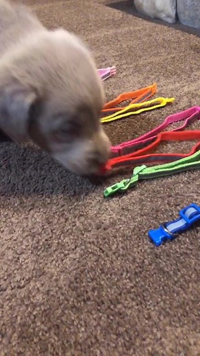 Silver Labrador Puppy Collar Selection - TikTok Pets