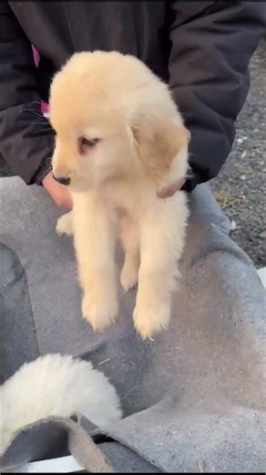 Chinese Dog Market – Puppy Market China