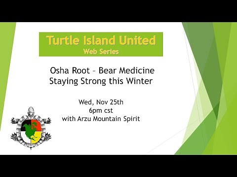 Osha Root - Bear Medicine - Staying Strong this Winter. Turtle Island United Series