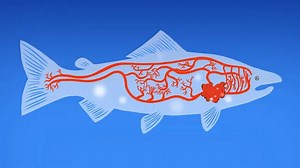 A parasite is killing chinook salmon. Here's how